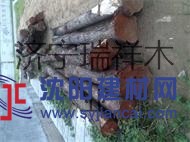 長(zhǎng)期供應(yīng)香椿芽原木楸木原木